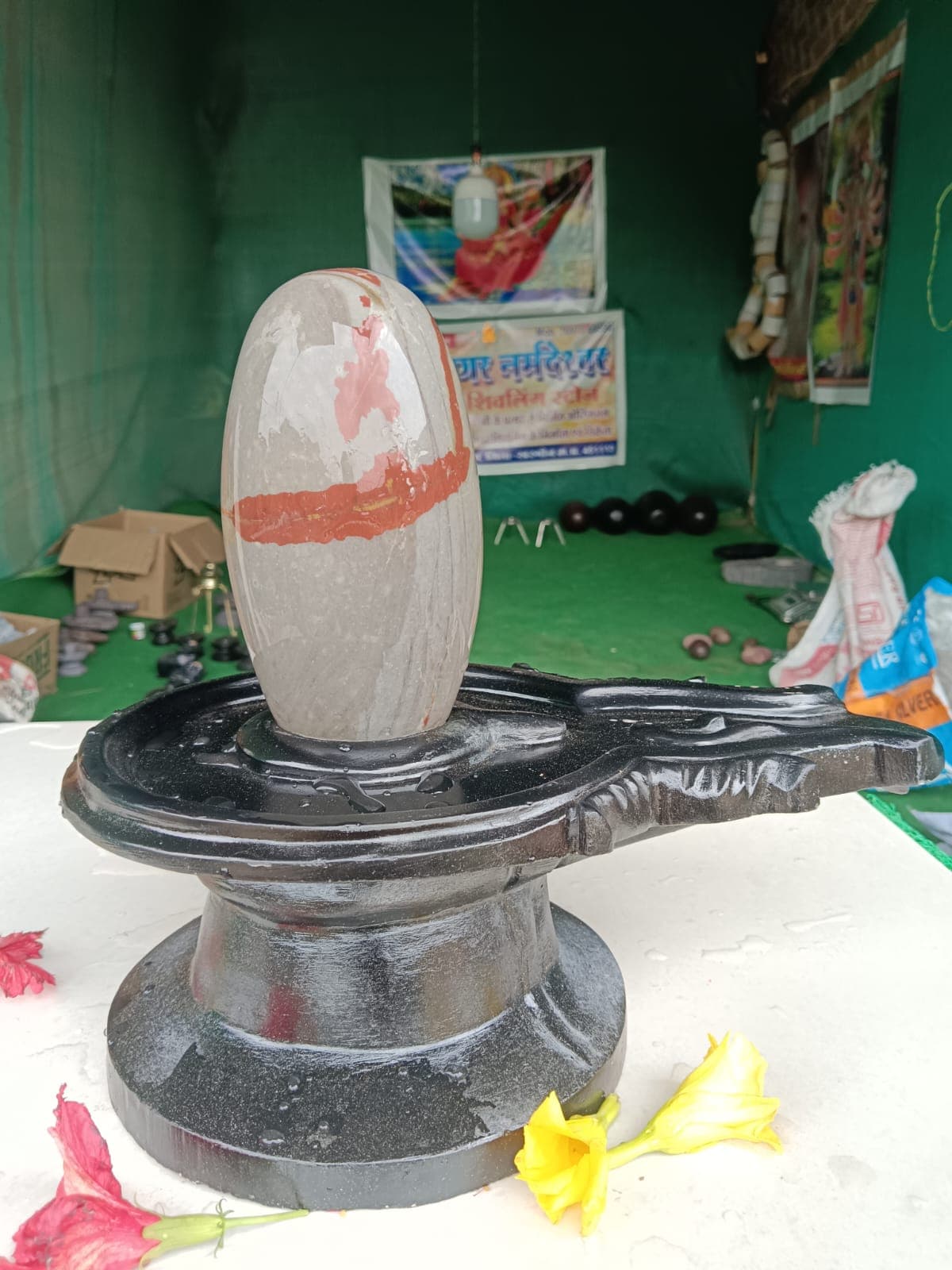 Pale grey Narmadeshwar Shivling with an orange horizontal band, offered with hibiscus flowers on a black base