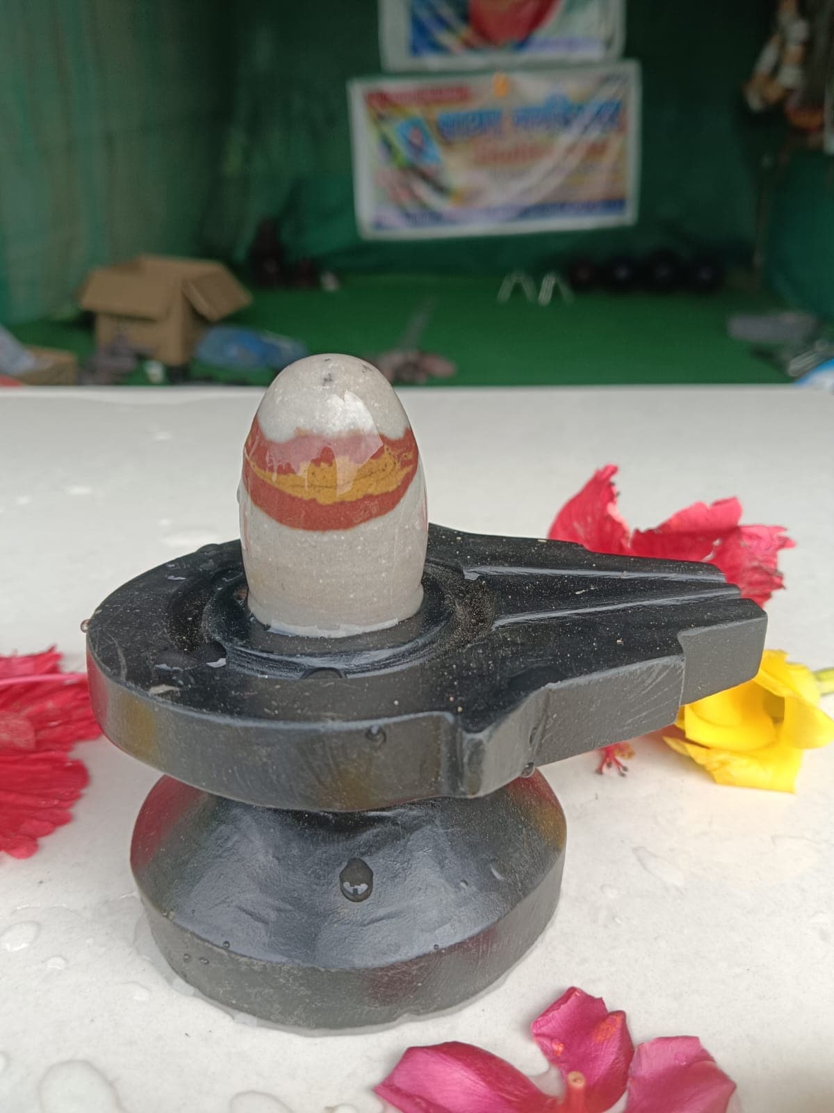 Cream Narmadeshwar Shivling with a red band on a black granite yoni pitha, hibiscus flowers alongside