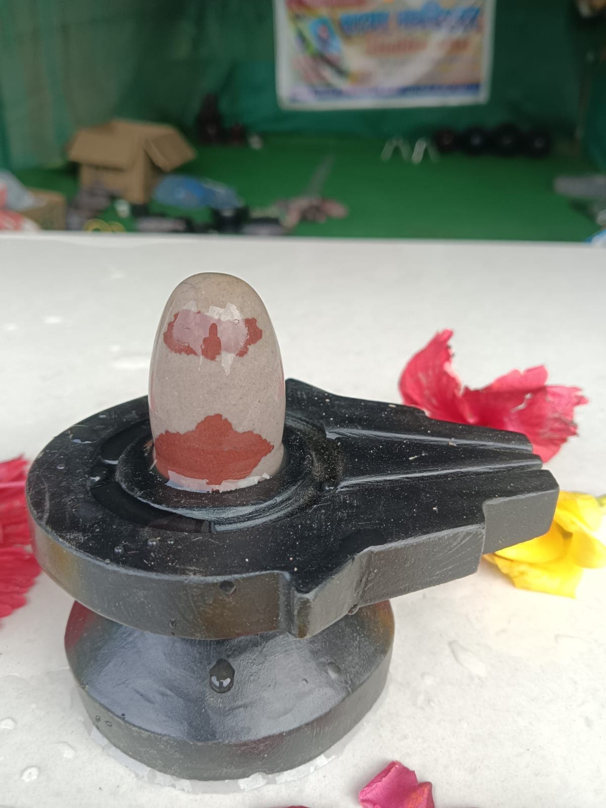 White Narmadeshwar Shivling with a broad rust band on a black yoni pitha, decorated with hibiscus